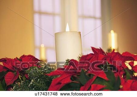 edmonton, alberta, canada; table center piece with poinsettias and candles lit View Large Photo Image Stock Photo - edmonton, alberta, canada; table center piece with poinsettias and candles lit. Fotosearch