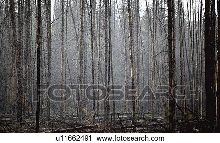 heavy rainfall in a forest; castle mountain, alberta, canada View Large Photo Image Stock Image - heavy rainfall in a forest; castle mountain, alberta, canada. Fotosearch