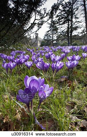 Picture - Howick, Northumberland, England; Purple Tulips In A Field At Howick Hall. Fotosearch