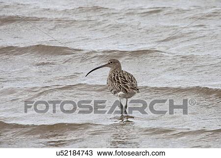 Stock Image - Northumberland, England; A Curlew (Numenius) Wading In The Shallow Water. Fotosearch