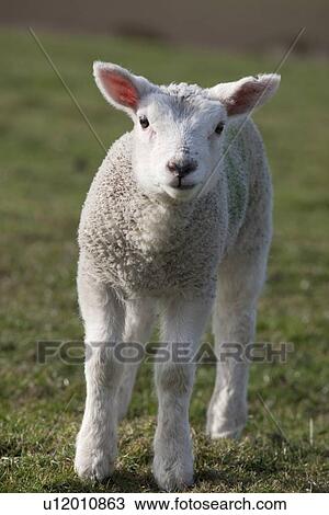 Northumberland, England; A White Lamb View Large Photo Image Stock Image - Northumberland, England; A White Lamb. Fotosearch