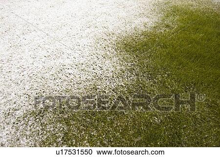 Stock Image - snow on green grass; edmonton, alberta, canada. Fotosearch