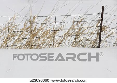 Stock Image - Thunder Bay, Ontario, Canada; Tall Grass Growing Along A Fence In The Snow. Fotosearch