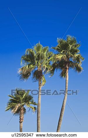 Stock Photo - torremolinos, malaga, andalusia, spain; three palm trees. Fotosearch