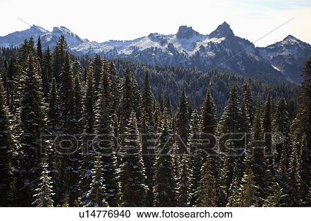 Washington, United States Of America; Fresh Snow On The Trees With A View Of Tatoosh Range In Mt. Rainier National Park View Large Photo Image Stock Image - Washington, United States Of America; Fresh Snow On The Trees With A View Of Tatoosh Range In Mt. Rainier National Park. Fotosearch