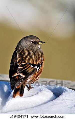 A Bird standing in snow View Large Photo Image Stock Image - A Bird standing in snow. Fotosearch