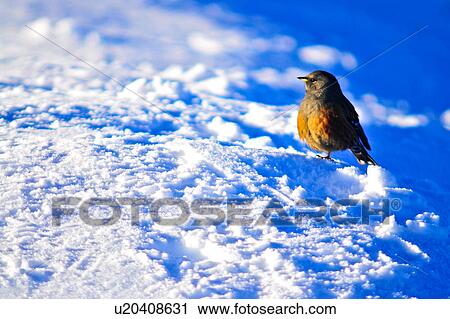 Stock Image - A Bird standing in snow. Fotosearch