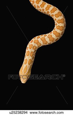 Picture - Albino Hognose, Snake, Albino. Fotosearch