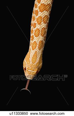 Stock Image - Albino Hognose, Snake, Albino. Fotosearch