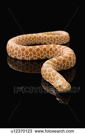 Albino Hognose, Snake, Albino View Large Photo Image Stock Image - Albino Hognose, Snake, Albino. Fotosearch