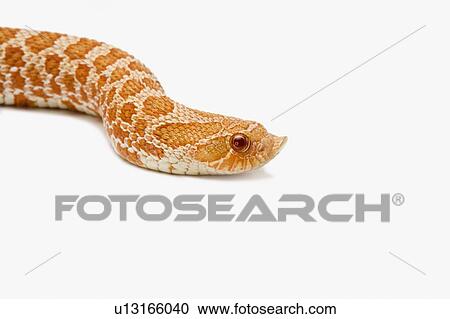 Stock Image - Albino Hognose, Snake, Albino. Fotosearch