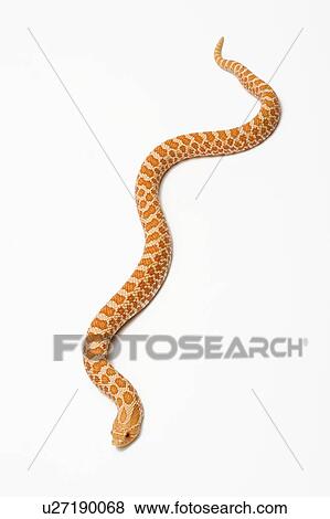 Stock Photo - Albino Hognose, Snake, Albino. Fotosearch