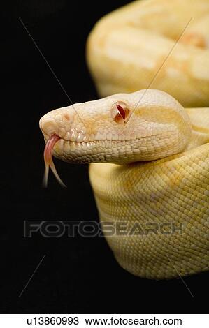 Stock Image - Albino Red-tailed Boa, Snake, Python, Albino. Fotosearch