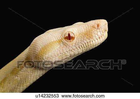 Stock Image - Albino Red-tailed Boa, Snake, Python, Albino. Fotosearch