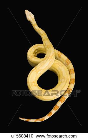 Stock Image - Albino Red-tailed Boa, Snake, Python, Albino. Fotosearch