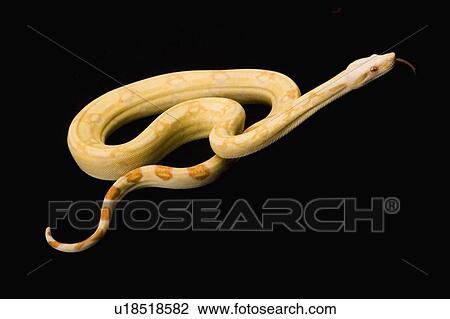 Stock Image - Albino Red-tailed Boa, Snake, Python, Albino. Fotosearch