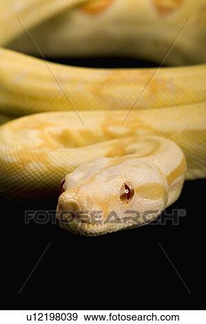 Stock Photo - Albino Red-tailed Boa, Snake, Python, Albino. Fotosearch