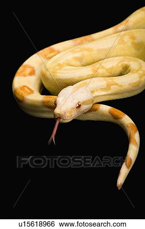 Albino Red-tailed Boa, Snake, Python, Albino View Large Photo Image Stock Photograph - Albino Red-tailed Boa, Snake, Python, Albino. Fotosearch
