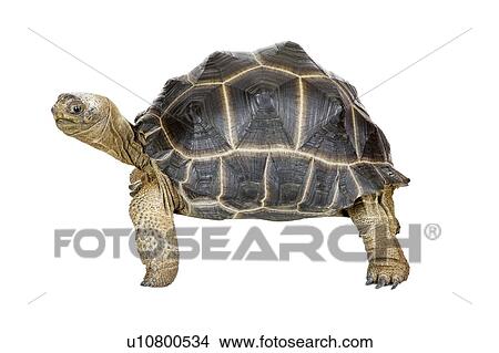 Aldabra Tortoise, Turtle View Large Photo Image Picture - Aldabra Tortoise, Turtle. Fotosearch