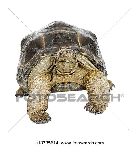Aldabra Tortoise, Turtle View Large Photo Image Picture - Aldabra Tortoise, Turtle. Fotosearch