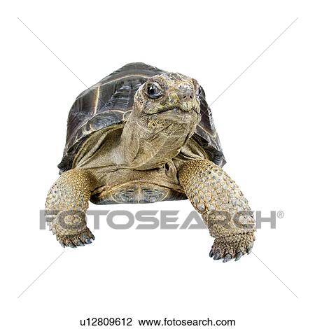 Aldabra Tortoise, Turtle View Large Photo Image Stock Image - Aldabra Tortoise, Turtle. Fotosearch