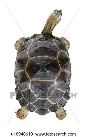 Aldabra Tortoise, Turtle View Large Photo Image Stock Image - Aldabra Tortoise, Turtle. Fotosearch