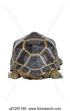 Aldabra Tortoise, Turtle View Large Photo Image Stock Image - Aldabra Tortoise, Turtle. Fotosearch
