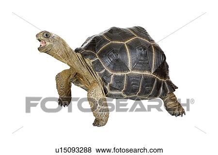 Stock Photo - Aldabra Tortoise, Turtle. Fotosearch