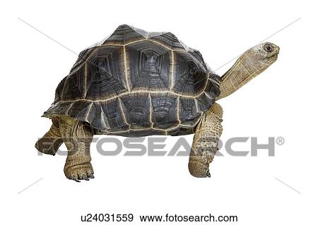 Stock Photo - Aldabra Tortoise, Turtle. Fotosearch