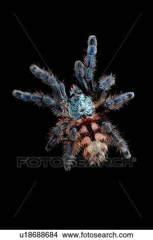 Antilles Pinktoe, Spider View Large Photo Image Picture - Antilles Pinktoe, Spider. Fotosearch