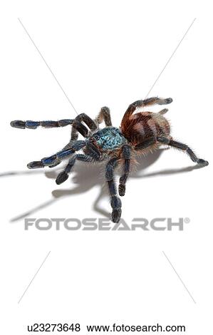 Stock Photo - Antilles Pinktoe, Spider. Fotosearch