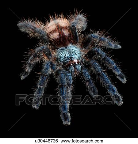 Antilles Pinktoe, Spider View Large Photo Image Stock Photograph - Antilles Pinktoe, Spider. Fotosearch