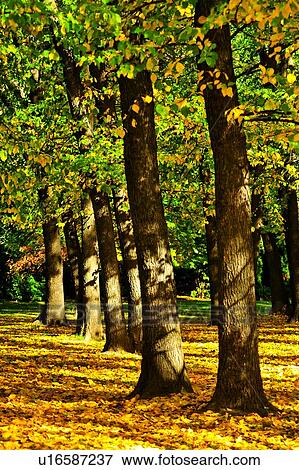 Arrowtown, South Island New Zealand View Large Photo Image Stock Photo - Arrowtown, South Island New Zealand. Fotosearch