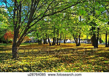 Stock Photography - Arrowtown, South Island New Zealand. Fotosearch