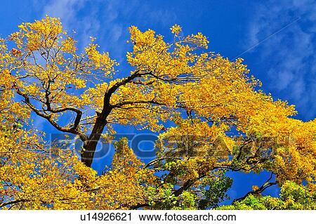 Ashburton Domain, South Island New Zealand View Large Photo Image Stock Image - Ashburton Domain, South Island New Zealand. Fotosearch