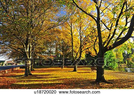 Stock Image - Ashburton Domain, South Island New Zealand. Fotosearch