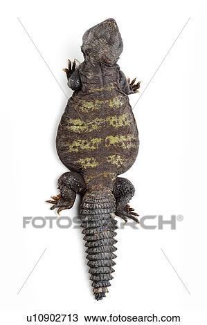 Stock Image - Bells Mastigure, Lizard. Fotosearch