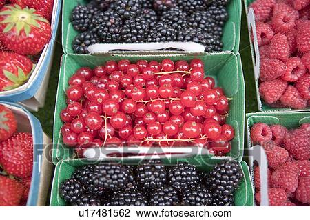 Stock Image - Blackberry, Cranberry. Fotosearch