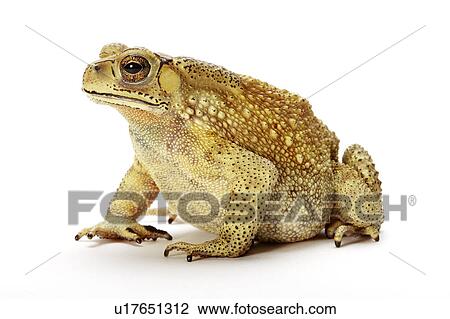 Bufo Melanostictus, Toad View Large Photo Image Stock Image - Bufo Melanostictus, Toad. Fotosearch