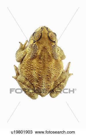 Stock Image - Bufo Melanostictus, Toad. Fotosearch