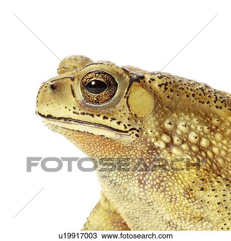 Bufo Melanostictus, Toad View Large Photo Image Stock Image - Bufo Melanostictus, Toad. Fotosearch