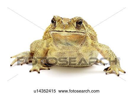 Stock Photography - Bufo Melanostictus, Toad. Fotosearch