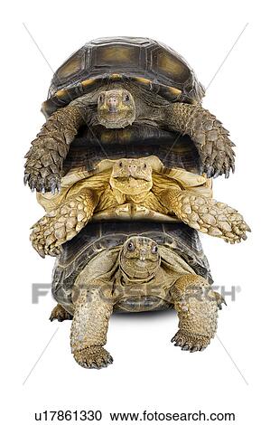 Stock Image - Burmese Mountain Tortoise, Sulcata Tortoise, Aldabra Tortoise, Turtle. Fotosearch