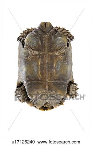 Burmese Mountain Tortoise, Turtle View Large Photo Image Stock Image - Burmese Mountain Tortoise, Turtle. Fotosearch