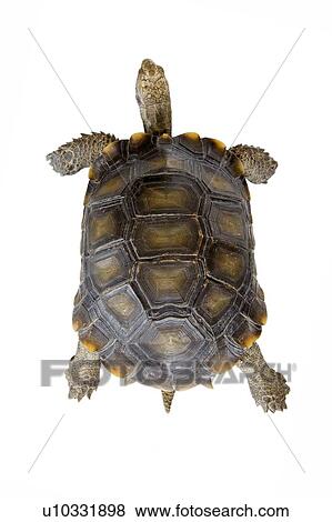 Burmese Mountain Tortoise, Turtle View Large Photo Image Stock Photo - Burmese Mountain Tortoise, Turtle. Fotosearch