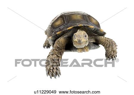 Stock Photo - Burmese Mountain Tortoise, Turtle. Fotosearch