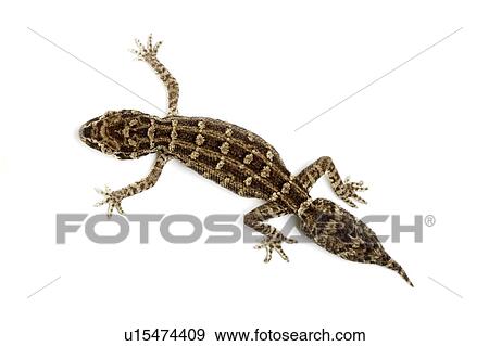 Stock Photo - Carrot-tail Viper Gecko, Gecko. Fotosearch