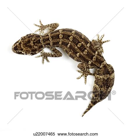 Stock Photography - Carrot-tail Viper Gecko, Gecko. Fotosearch