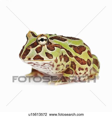 Stock Image - Ceratophrys Cranwelli, Cranwell's Horned Frog, Frog. Fotosearch