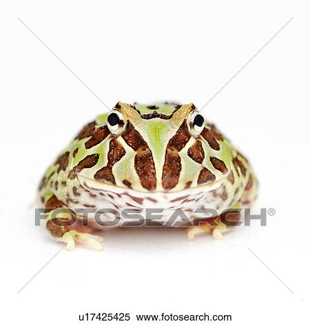 Stock Photography - Ceratophrys Cranwelli, Cranwell's Horned Frog, Frog. Fotosearch